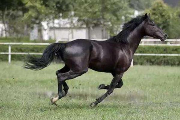 世界上最快的馬時速能達到多少 世界十大名馬品種及介紹