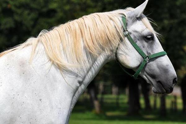 世界上最快的馬時速能達到多少 世界十大名馬品種及介紹