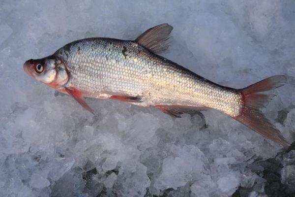 翹嘴紅鲌市場價格多少錢一斤 翹嘴紅鲌的飼料與投喂