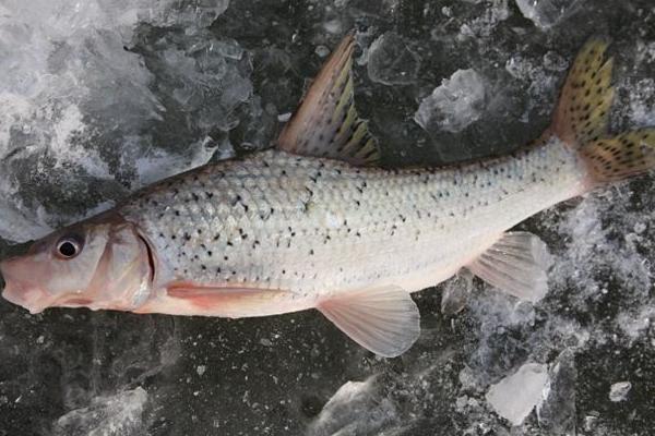 翹嘴紅鲌市場價格多少錢一斤 翹嘴紅鲌的飼料與投喂