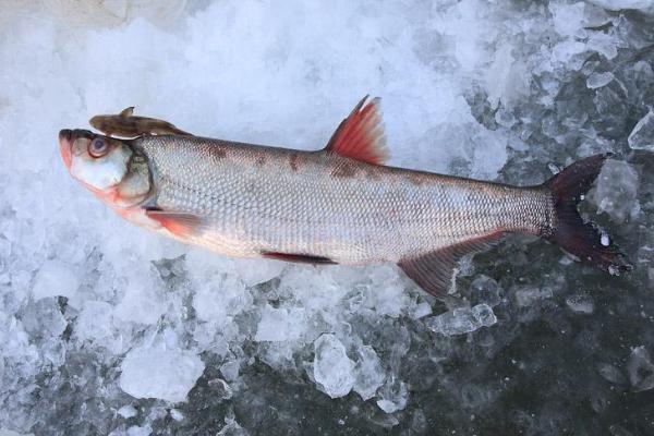 翹嘴紅鲌市場價格多少錢一斤 翹嘴紅鲌的飼料與投喂