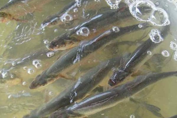 翹嘴紅鲌市場價格多少錢一斤 翹嘴紅鲌的飼料與投喂