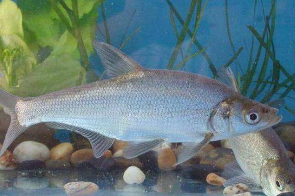 翹嘴紅鲌市場價格多少錢一斤 翹嘴紅鲌的飼料與投喂