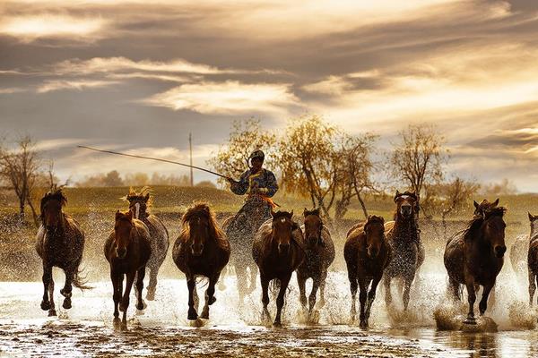 蒙古馬市場價格多少錢一匹 蒙古馬的特點