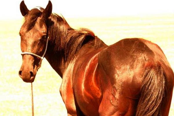 蒙古馬市場價格多少錢一匹 蒙古馬的特點