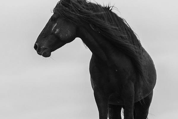 蒙古馬市場價格多少錢一匹 蒙古馬的特點