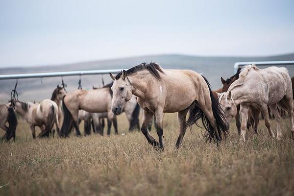 蒙古馬市場價格多少錢一匹 蒙古馬的特點