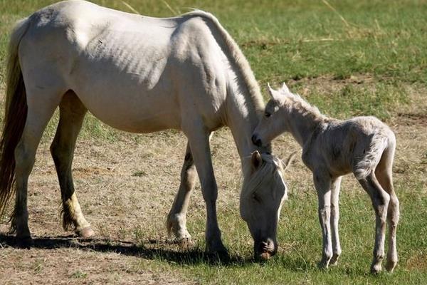 蒙古馬市場價格多少錢一匹 蒙古馬的特點