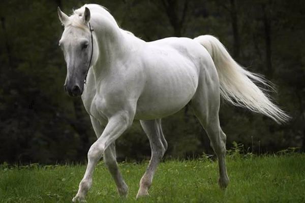蒙古馬市場價格多少錢一匹 蒙古馬的特點