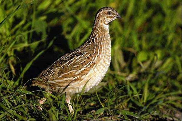 鵪鶉肉的功效及作用及禁忌 鵪鶉肉的營養(yǎng)價值