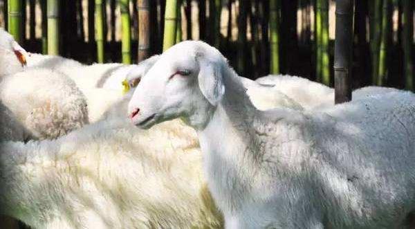 湖羊好吃還是山羊好吃 湖羊產(chǎn)地在哪里