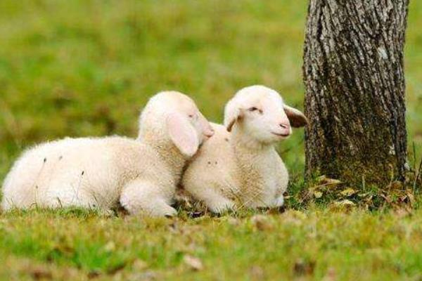 怎樣養湖羊 湖羊養殖技術與注意事項