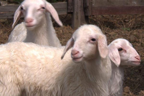 怎樣養湖羊 湖羊養殖技術與注意事項