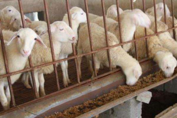 怎樣養湖羊 湖羊養殖技術與注意事項