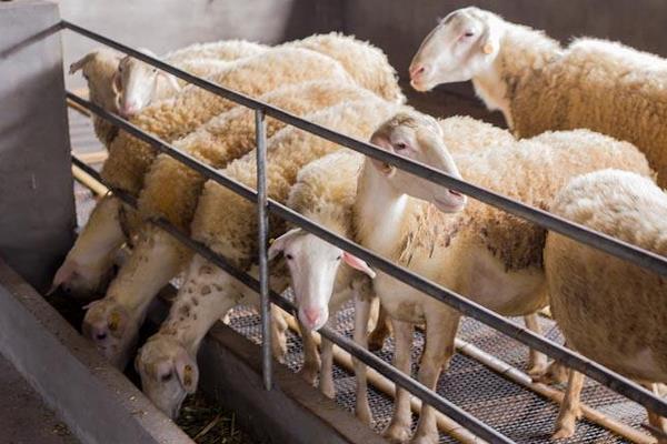 怎樣養湖羊 湖羊養殖技術與注意事項