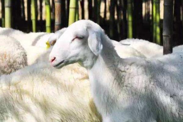 怎樣養湖羊 湖羊養殖技術與注意事項
