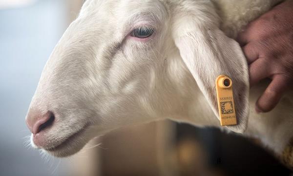 湖羊好吃還是山羊好吃 湖羊產(chǎn)地在哪里