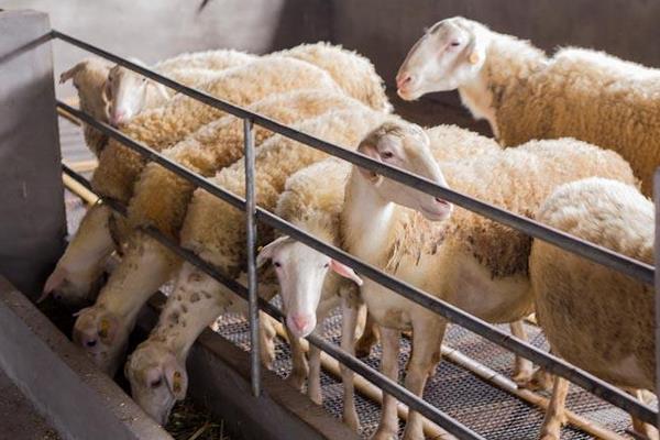 湖羊好吃還是山羊好吃 湖羊產(chǎn)地在哪里