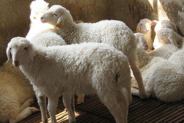 湖羊好吃還是山羊好吃 湖羊產(chǎn)地在哪里