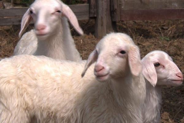 湖羊好吃還是山羊好吃 湖羊產(chǎn)地在哪里