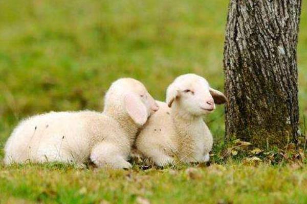 湖羊好吃還是山羊好吃 湖羊產(chǎn)地在哪里