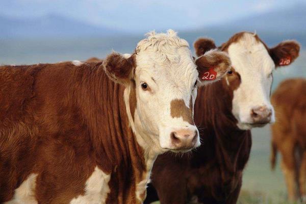 肉牛有哪些品種 最好的肉牛品種是什么