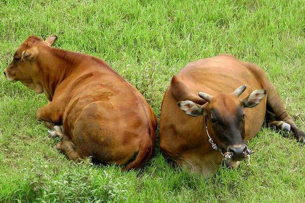 肉牛有哪些品種 最好的肉牛品種是什么