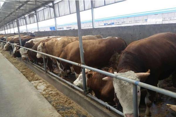 肉牛有哪些品種 最好的肉牛品種是什么