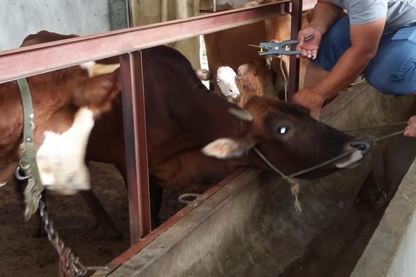 肉牛有哪些品種 最好的肉牛品種是什么