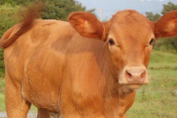 肉牛有哪些品種 最好的肉牛品種是什么