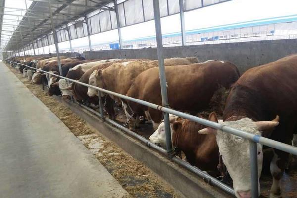 養(yǎng)殖肉牛20頭、50頭分別要投資多少錢