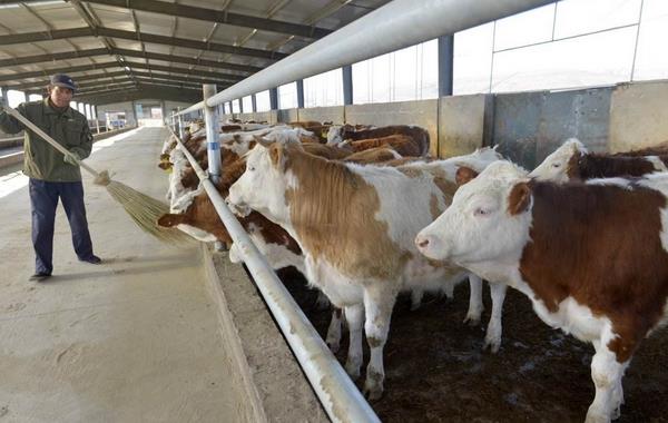 養(yǎng)殖肉牛20頭、50頭分別要投資多少錢