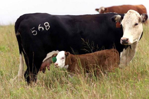 養(yǎng)殖肉牛20頭、50頭分別要投資多少錢