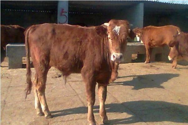 養(yǎng)殖肉牛20頭、50頭分別要投資多少錢