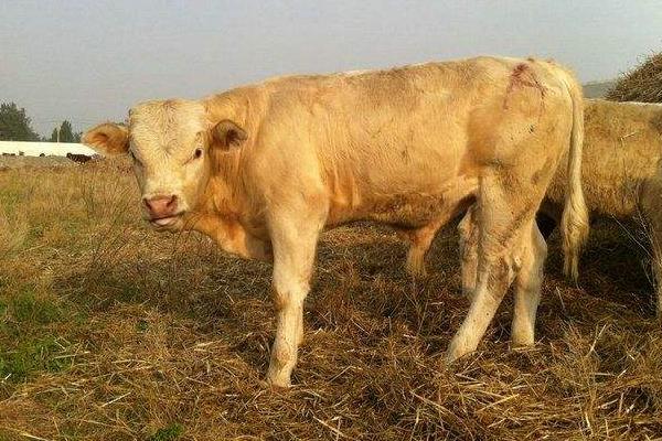 養(yǎng)殖肉牛20頭、50頭分別要投資多少錢