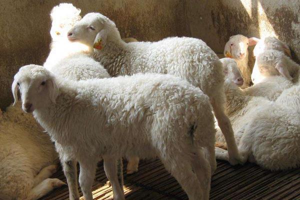 怎樣養(yǎng)湖羊 湖羊養(yǎng)殖技術(shù)與注意事項(xiàng)