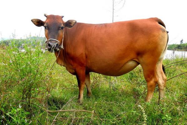 夢見黃牛是什么意思 女人夢到黃牛追我要頂我有什么預(yù)兆