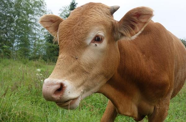 黃牛養殖技術與注意事項 黃牛配種繁殖技術