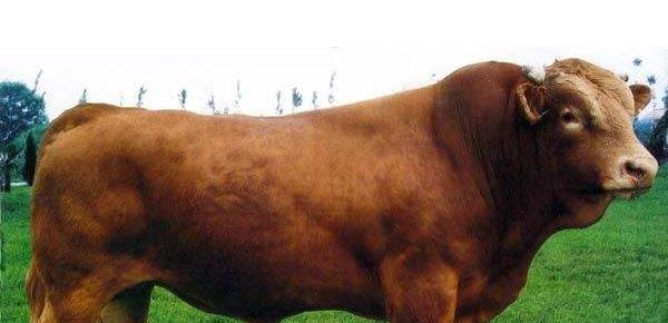 黃牛養殖技術與注意事項 黃牛配種繁殖技術