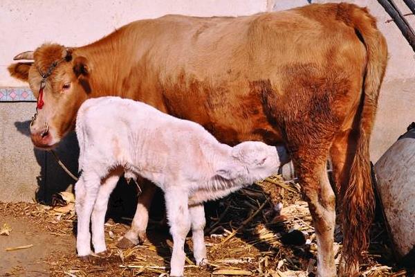 黃牛養殖技術與注意事項 黃牛配種繁殖技術