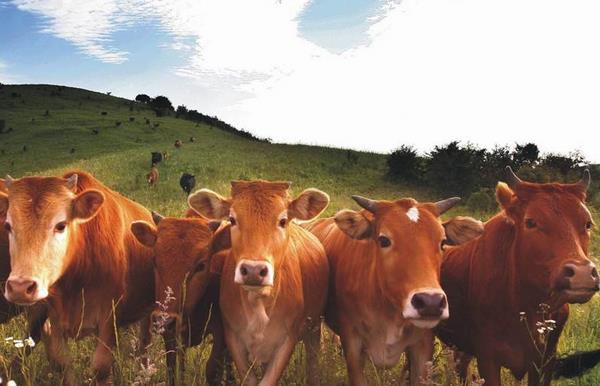 黃牛養殖技術與注意事項 黃牛配種繁殖技術