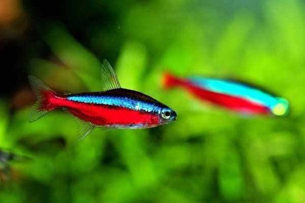 寶蓮燈魚好養(yǎng)嗎 寶蓮燈魚壽命有多長(zhǎng)