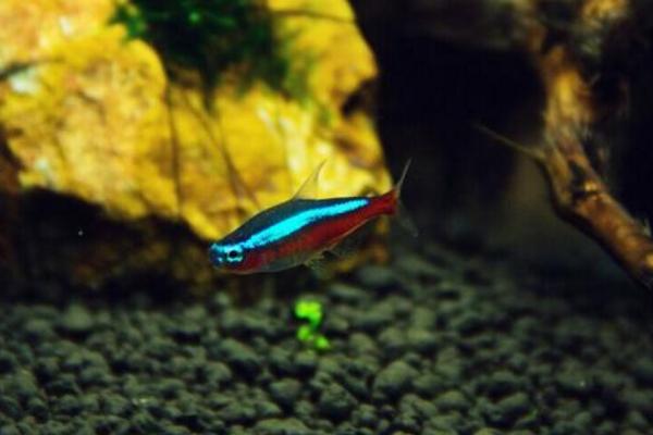 寶蓮燈魚好養(yǎng)嗎 寶蓮燈魚壽命有多長(zhǎng)