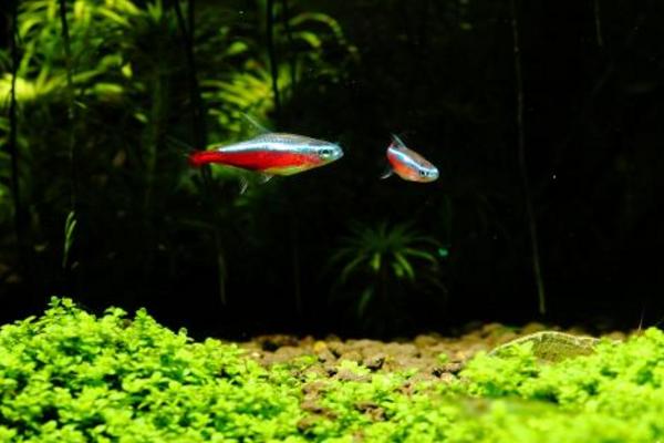 寶蓮燈魚好養(yǎng)嗎 寶蓮燈魚壽命有多長(zhǎng)