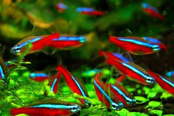 寶蓮燈魚好養(yǎng)嗎 寶蓮燈魚壽命有多長(zhǎng)