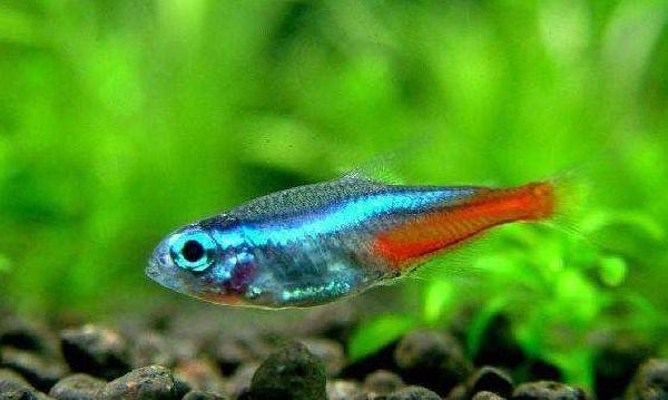 寶蓮燈魚好養(yǎng)嗎 寶蓮燈魚壽命有多長(zhǎng)