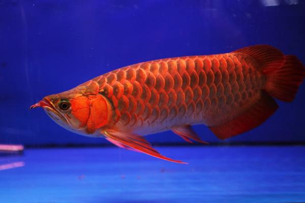 紅龍魚用什么燈最好 紅龍魚最佳發色溫度