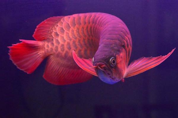 紅龍魚用什么燈最好 紅龍魚最佳發色溫度