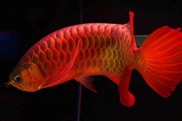 紅龍魚用什么燈最好 紅龍魚最佳發色溫度