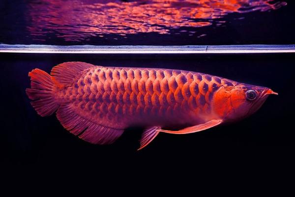 紅龍魚用什么燈最好 紅龍魚最佳發色溫度